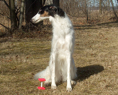 Top Obedience Borzoi 2019